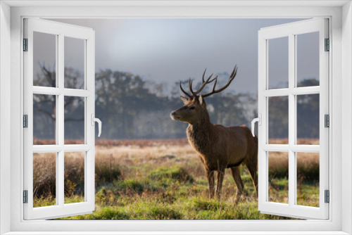 Fototapeta Naklejka Na Ścianę Okno 3D - Red deer stag standing proud in the wild