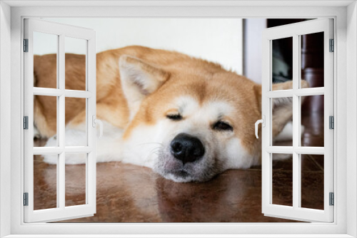 Fototapeta Naklejka Na Ścianę Okno 3D - A large beautiful dog of the Akina Inu breed lies relaxed on the floor and squints at the camera