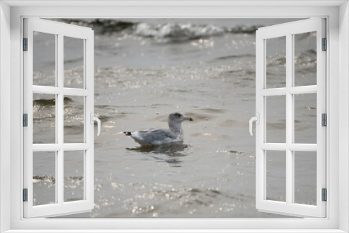 Fototapeta Naklejka Na Ścianę Okno 3D - Herring Gull