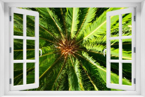 Fototapeta Naklejka Na Ścianę Okno 3D - Palm leaves background, natural green texture with palm foliage backdrop.