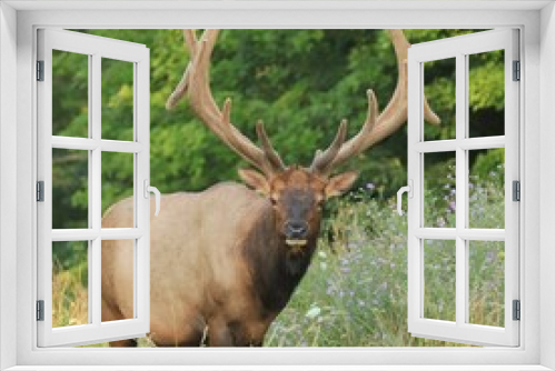 Fototapeta Naklejka Na Ścianę Okno 3D - Male Bull Elk Benezette PA