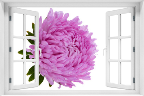 Fototapeta Naklejka Na Ścianę Okno 3D - aster flowers isolated