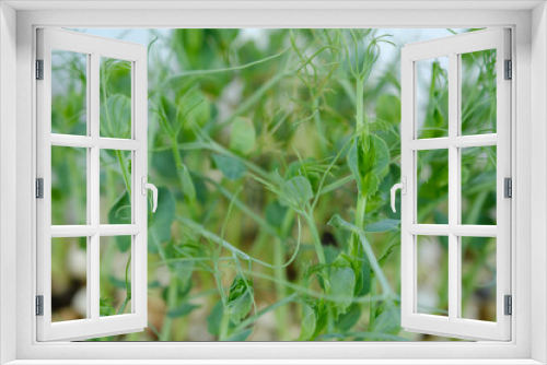 Fototapeta Naklejka Na Ścianę Okno 3D - sprouts of peas