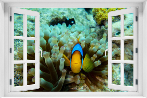 Fototapeta Naklejka Na Ścianę Okno 3D - Bright inhabitants of the underwater world of the Red Sea, Hurghada, Egypt