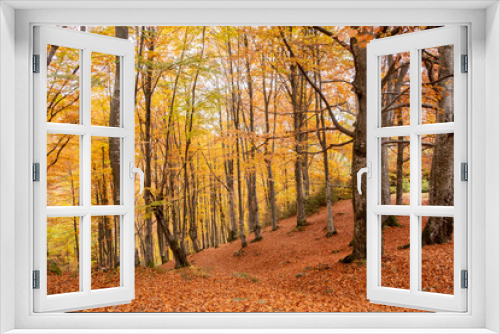 Fototapeta Naklejka Na Ścianę Okno 3D - Beautiful forest with golden foliage in autumn park. Golden Autumn
