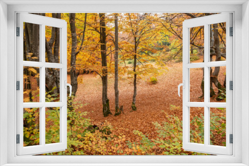 Fototapeta Naklejka Na Ścianę Okno 3D - Yellowed trees and fallen leaves in the forest in late autumn