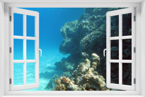 Fototapeta Naklejka Na Ścianę Okno 3D - Coral reef at the bottom of tropical sea on blue water background