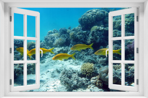 Fototapeta Naklejka Na Ścianę Okno 3D - Beautiful fish on the Red Sea reef.