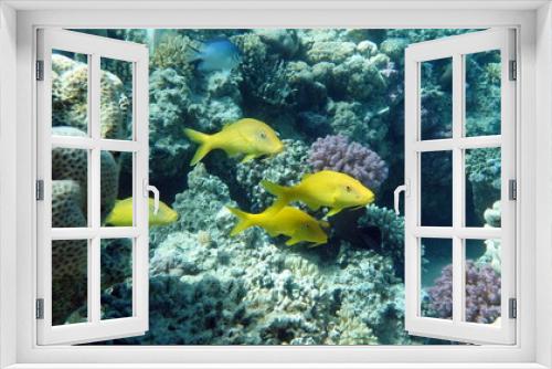 Fototapeta Naklejka Na Ścianę Okno 3D - Beautiful fish on the Red Sea reef.
	
