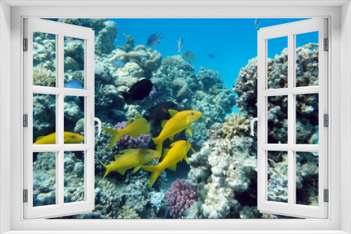 Fototapeta Naklejka Na Ścianę Okno 3D - Beautiful fish on the Red Sea reef.
	
