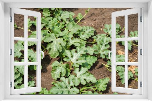 Fototapeta Naklejka Na Ścianę Okno 3D - Green watermelon plants on plantation. Southern agriculture. Close-up. Top view.