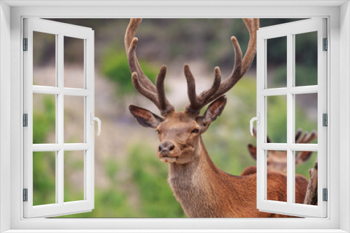 Fototapeta Naklejka Na Ścianę Okno 3D - Male deer with big horn