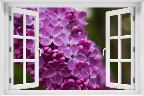 Fototapeta Naklejka Na Ścianę Okno 3D - Beautiful lilac flowers on blurred background, closeup