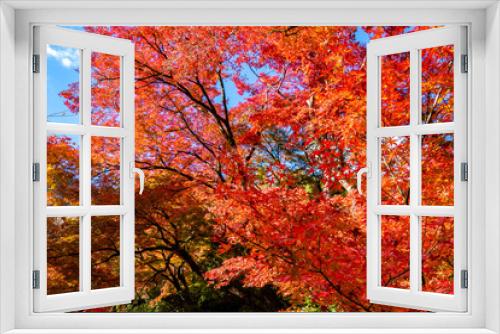 Fototapeta Naklejka Na Ścianę Okno 3D - 秋の京都・宝厳院の庭園で見た、赤やオレンジなどの色鮮やかな紅葉と背景の青空