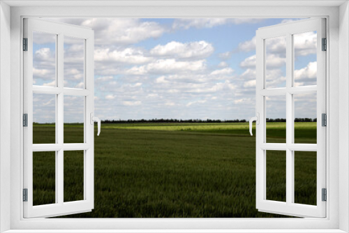 Fototapeta Naklejka Na Ścianę Okno 3D - clouds in the south of Ukraine. Wheat field