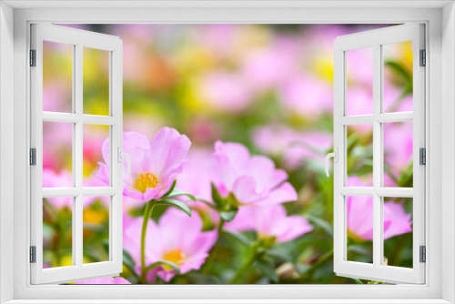 Fototapeta Naklejka Na Ścianę Okno 3D - 春から秋まで、可愛い花を咲かせるポーチュラカ（ハナスベリヒユ）