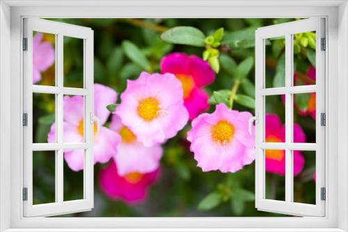 Fototapeta Naklejka Na Ścianę Okno 3D - 春から秋まで、可愛い花を咲かせるポーチュラカ（ハナスベリヒユ）