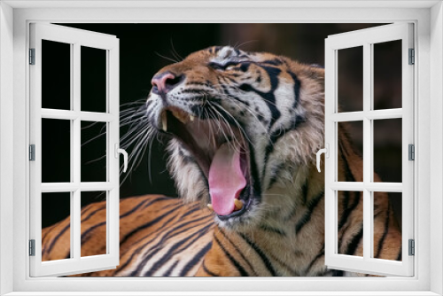 Fototapeta Naklejka Na Ścianę Okno 3D - Close up head of a Sumatran tiger