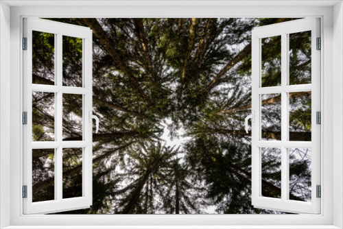 Fototapeta Naklejka Na Ścianę Okno 3D - View up to tall pine tree tops and white sky above in the forest of Rakovica, Croatia
