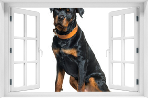 Fototapeta Naklejka Na Ścianę Okno 3D - Black-and-tan Rottweiler wearing a brown collar dog