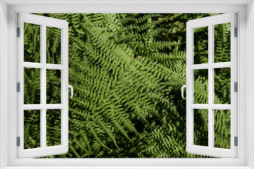 Fototapeta Naklejka Na Ścianę Okno 3D - Ferns in the forest. Natural wild tropical floral textured fresh green leaves fern background.