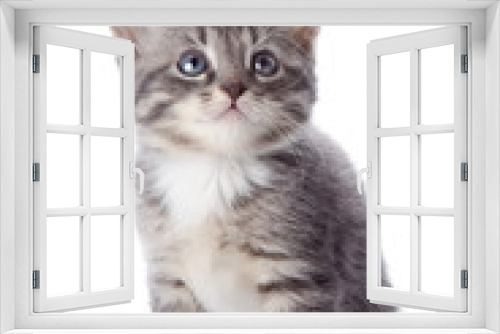Fototapeta Naklejka Na Ścianę Okno 3D - The gray striped kitten