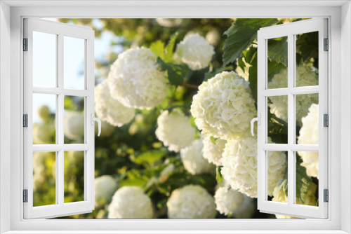 Fototapeta Naklejka Na Ścianę Okno 3D - Beautiful hydrangea plant with white flowers outdoors, closeup