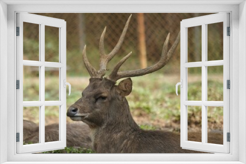 Fototapeta Naklejka Na Ścianę Okno 3D - The sambar (Rusa unicolor) is a large deer native to the Indian subcontinent and Southeast Asia that is listed as a vulnerable species on the IUCN Red List since 2008