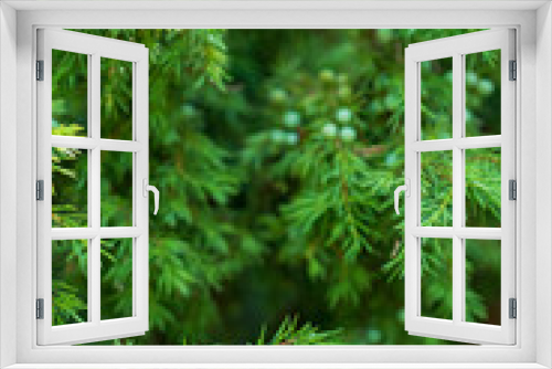 Fototapeta Naklejka Na Ścianę Okno 3D - Close up of green juniper