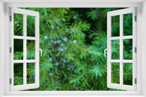 Fototapeta Naklejka Na Ścianę Okno 3D - Close up of green juniper