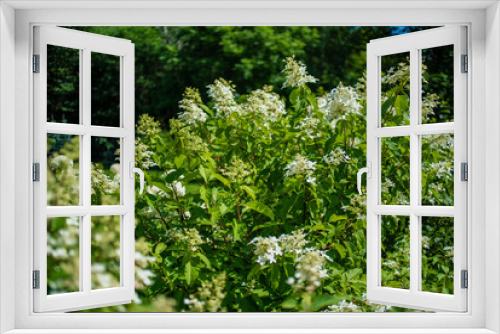 Fototapeta Naklejka Na Ścianę Okno 3D - hydrangea flower in the garden