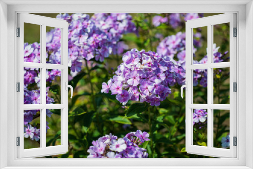 Fototapeta Naklejka Na Ścianę Okno 3D - phlox flowers in the garden