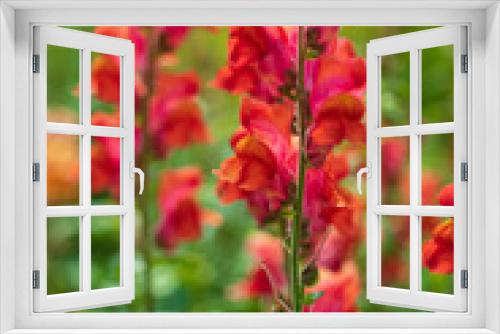 Fototapeta Naklejka Na Ścianę Okno 3D - Colourful snapdragon flowers in the garden