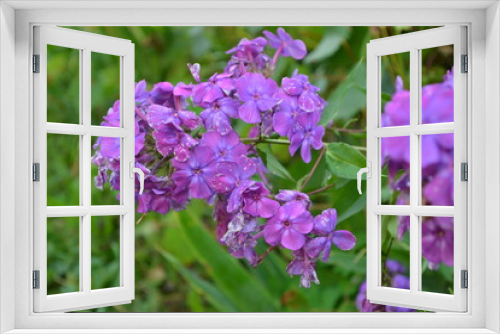 Fototapeta Naklejka Na Ścianę Okno 3D - Dark purple phlox.