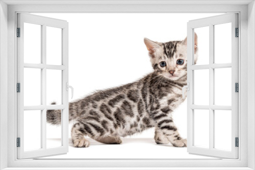 Fototapeta Naklejka Na Ścianę Okno 3D - Profile view of a Bengal cat kitten, isolated on white