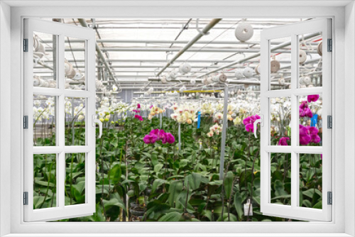 Fototapeta Naklejka Na Ścianę Okno 3D - Bromeliad flower and Orchid nursery farm ornamental and flower green plant growing and hanging in the garden greenhouse under roof, selective focussed