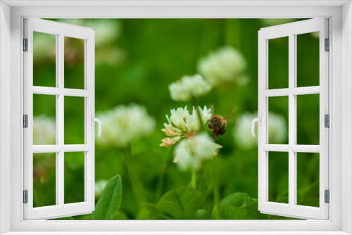 Fototapeta Naklejka Na Ścianę Okno 3D - 正面から見たミツバチとシロツメクサ