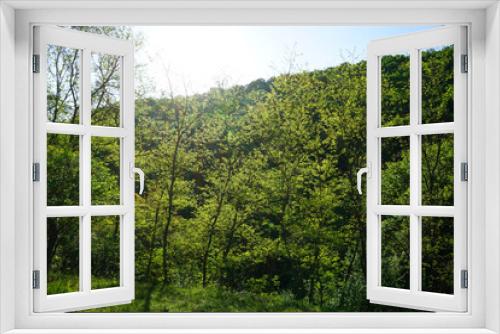 Fototapeta Naklejka Na Ścianę Okno 3D - Spring green forest. Sunny morning.