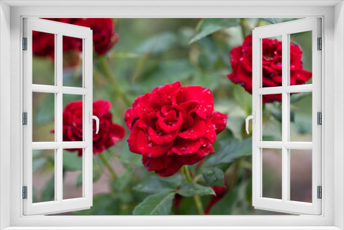 Fototapeta Naklejka Na Ścianę Okno 3D - red rose with raindrops macro