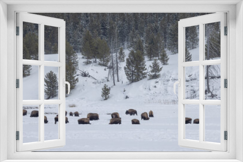 Fototapeta Naklejka Na Ścianę Okno 3D - Bison in Winter in Yellowstone National Park Wyoming