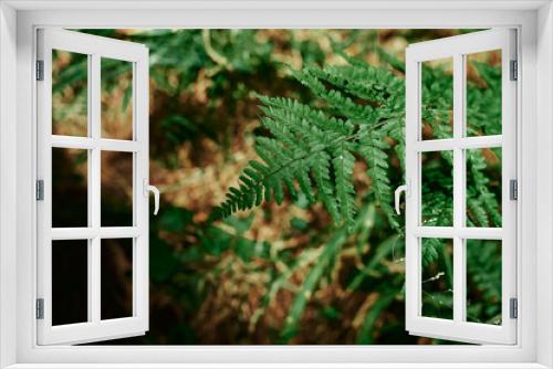 Fototapeta Naklejka Na Ścianę Okno 3D - A fern branch is close-up against a background of brown foliage. A young fern. Fern leaves. Green plants in the natural landscape. Fresh green tropical foliage.