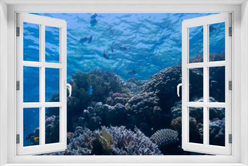 Fototapeta Naklejka Na Ścianę Okno 3D - Scuba Diving in the Red Sea