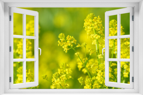 Fototapeta Naklejka Na Ścianę Okno 3D - Blooming rapeseed plants. Flowers of the canola plant with edible oil seed. Beautiful summer background of growing rapeseed inflorescence. Spring blossoming meadow. Food and drinks ingredient.