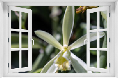Fototapeta Naklejka Na Ścianę Okno 3D - Fleur de vanille