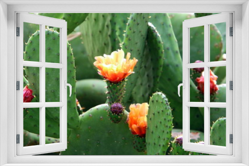 Fototapeta Naklejka Na Ścianę Okno 3D - The cactus is large and prickly grown in the city park.