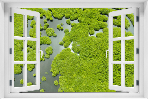 Fototapeta Naklejka Na Ścianę Okno 3D - Mangrove trees in the water on a tropical island. An ecosystem in the Philippines, a mangrove forest.