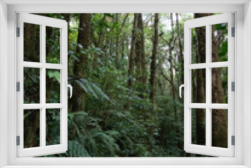 Fototapeta Naklejka Na Ścianę Okno 3D - Plantes de la forêt primaire du Costa Rica