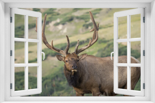 Fototapeta Naklejka Na Ścianę Okno 3D - bull elk in the mountains