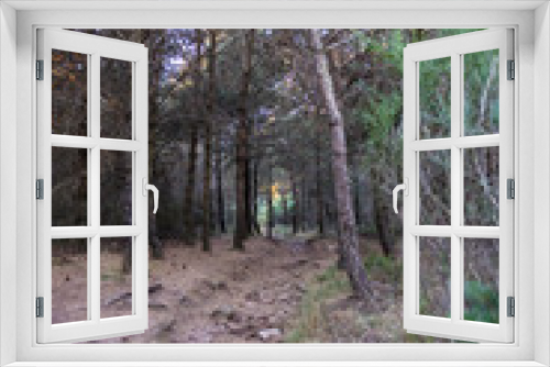 Fototapeta Naklejka Na Ścianę Okno 3D - Chemin de randonnée dans la forêt au sommet du Mont Caroux
