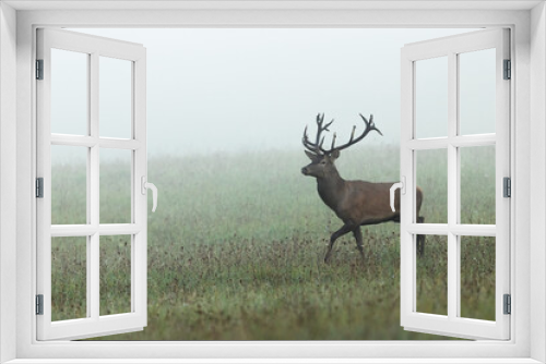 Fototapeta Naklejka Na Ścianę Okno 3D - Red deer, cervus elaphus, stag walking on a meadow covered with morning mist in autumn. Atmospheric scene with animal wildlife with antlers moving in fog with copy space.